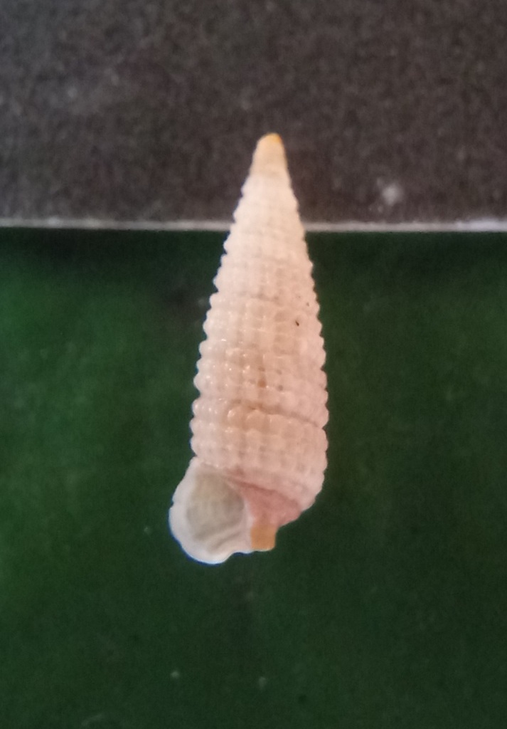 Hedleytriphora fasciata