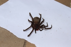 Phoneutria keyserlingi