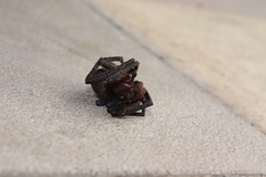 Phoneutria keyserlingi