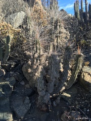 Eulychnia breviflora