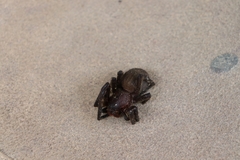 Phoneutria keyserlingi