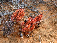 Tulista pumila