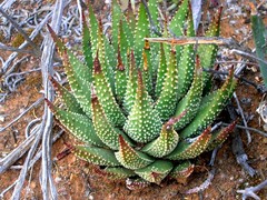 Tulista pumila