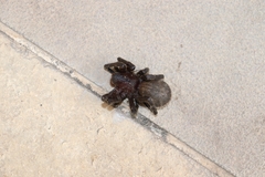 Phoneutria keyserlingi