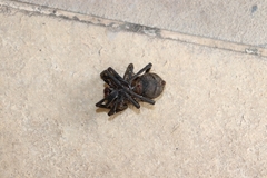 Phoneutria keyserlingi