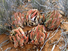 Tulista pumila