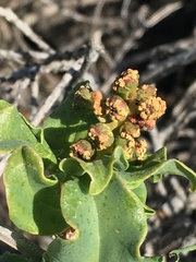 Anisomeria littoralis