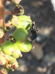 Anisomeria littoralis