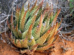 Tulista pumila