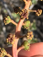 Anisomeria littoralis