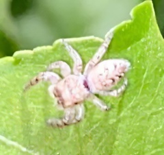 Salticinae