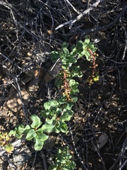 Anisomeria littoralis