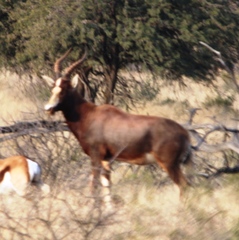 Damaliscus pygargus phillipsi