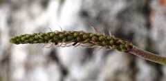 Plantago carnosa