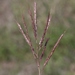 King Ranch Bluestem - Photo (c) James Bailey, some rights reserved (CC BY-NC), uploaded by James Bailey