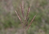 King Ranch Bluestem - Photo (c) James Bailey, some rights reserved (CC BY-NC), uploaded by James Bailey