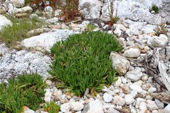 Plantago carnosa