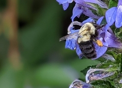 Bombus impatiens