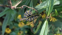 Danaus plexippus