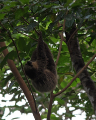 Choloepus didactylus