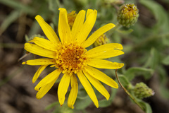 Heterotheca hirsutissima