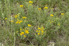 Heterotheca hirsutissima