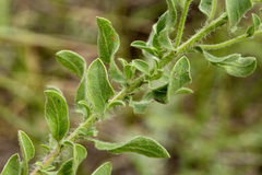 Heterotheca hirsutissima