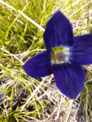 Gentianopsis holopetala