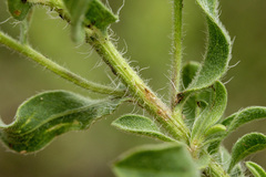 Heterotheca hirsutissima
