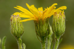 Heterotheca hirsutissima