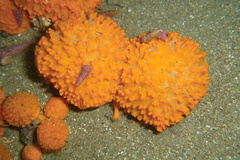 Polymastia aurantia