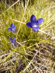 Gentianopsis holopetala
