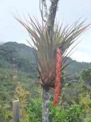 Vriesea tequendamae