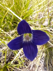 Gentianopsis holopetala