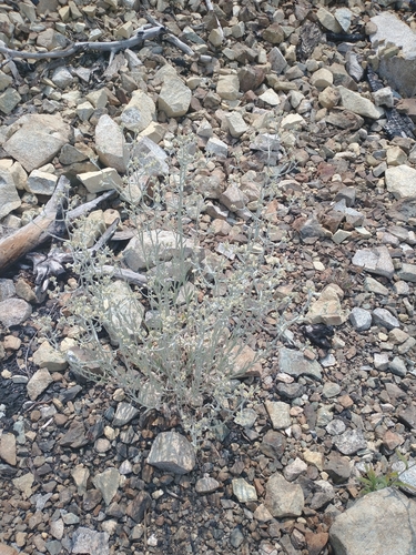 Image of Pseudognaphalium thermale by no rights reserved