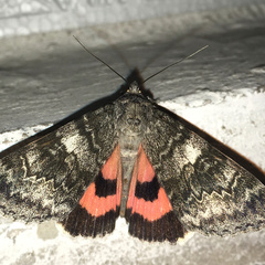 Catocala adultera