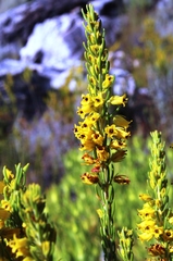 Erica parilis parilis