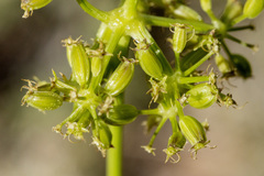 Neoparrya lithophila