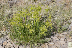 Neoparrya lithophila