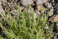 Neoparrya lithophila
