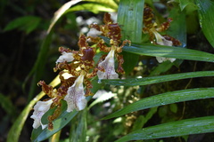 Oncidium gayi