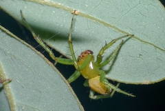 Bijoaraneus mitificus