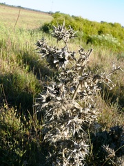 Berkheya onobromoides
