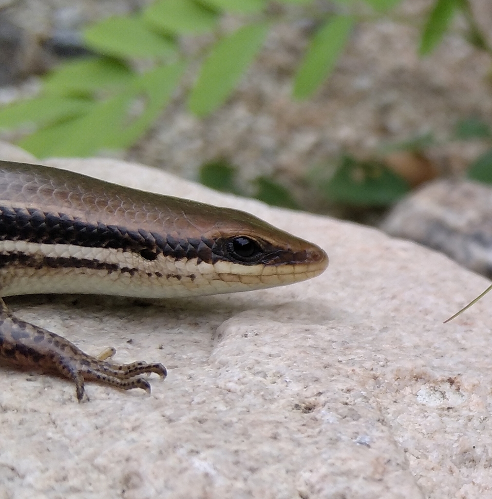 Southern Sierra Madre Skink