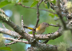 Setophaga ruticilla image