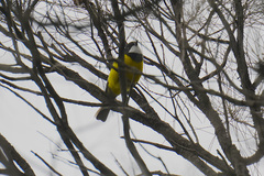 Pachycephala fuliginosa