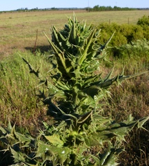 Berkheya onobromoides