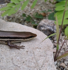 Marisora aquilonaria