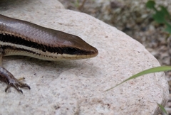Marisora aquilonaria