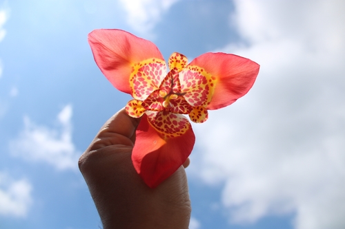 Tiger flower